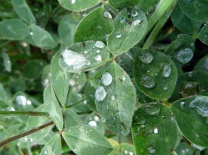 rain, rain drop, leaf, water on leaf, rain drop on leaf, derbyshirelost, derbyshire lost, philip dolby photgraphy, 365, photo a day, day 82,