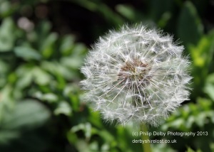 derbyshirelost, derbyshire lost, philip dolby photography, dandelion, williamthorpe ponds, chesterfield, derbyshire, day 151, 365, project 365, photo a day,
