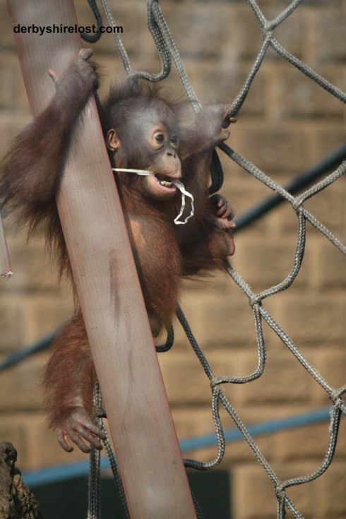 orangutan, orangutan baby, twycross zoo, derbyshirelost, derbyshire lost, philip dolby photography, orangutan playing, orangutan swinging, 