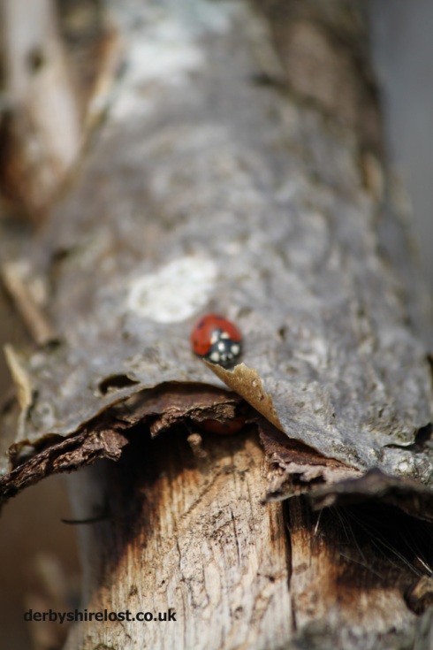 ladybird, lady bird, ladybug, lady bug, macro, dof, derbyshirelost, derbyshire lost, philip dolby photography,