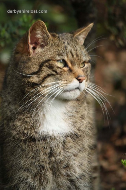 Scottish wild cat, wild cat, twycross zoo, derbyshirelost, derbyshire lost, philip dolby photography,